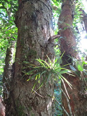 Tillandsia tenuifolia