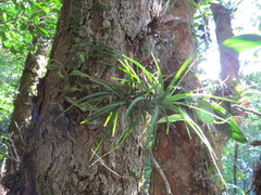 Tillandsia tenuifolia