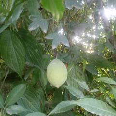 Passiflora amethystina