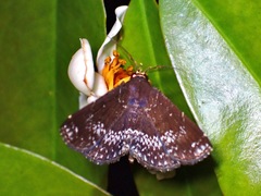 Adrapsa geometroides