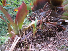 Alcantarea imperialis