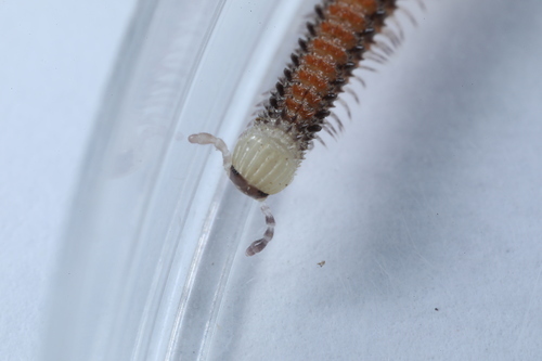 Kamaong Insect Photo 170922436, (c) Chan Kam Kong, some rights reserved (CC BY-NC ...