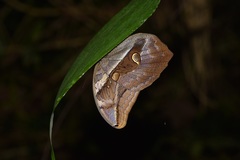 Eryphanis automedon