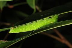 Marumba dyras