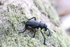 Aegorhinus suturalis