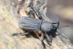 Aegorhinus suturalis