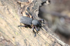 Aegorhinus suturalis