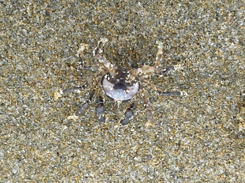 photo of Pillbox Crabs (Halicarcinus)