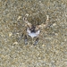 photo of Pillbox Crabs (Halicarcinus)