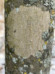 Arthonia granosa