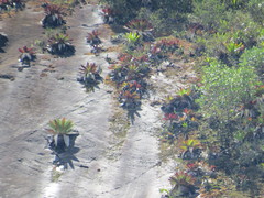 Alcantarea imperialis