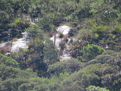 Alcantarea imperialis