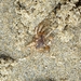 photo of (Hymenosomatidae)