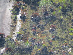 Alcantarea imperialis