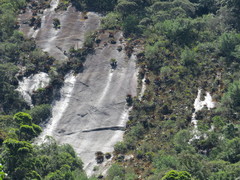 Alcantarea imperialis