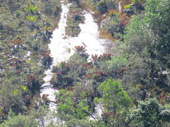 Alcantarea imperialis