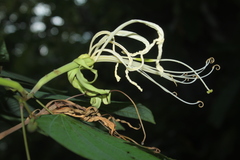 Bauhinia tarapotensis
