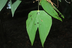 Bauhinia tarapotensis