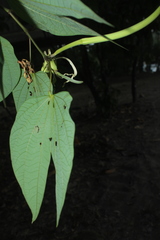 Bauhinia tarapotensis