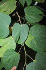 Bauhinia tarapotensis