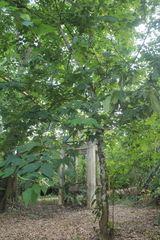 Bauhinia tarapotensis
