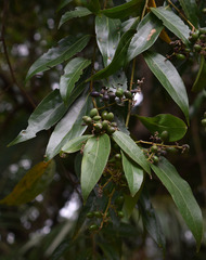 Cryptocarya triplinervis riparia