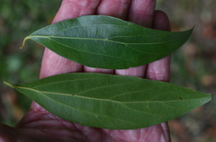 Cryptocarya triplinervis riparia