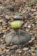 Astrophytum asterias