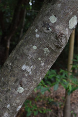 Cryptocarya triplinervis riparia