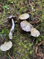 Cortinarius putorius