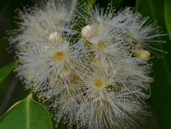 Syzygium tierneyanum