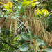 Microdesmia arborea - Photo (c) Dick Culbert, μερικά δικαιώματα διατηρούνται (CC BY)
