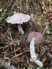 Cortinarius putorius