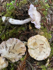 Cortinarius putorius