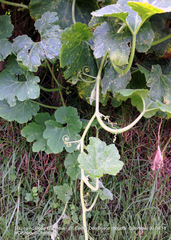 Cucurbitales