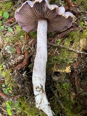 Cortinarius putorius