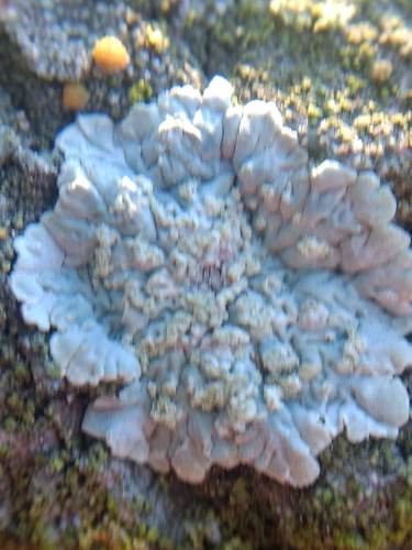 iNaturalist observation photo of Common Lichens