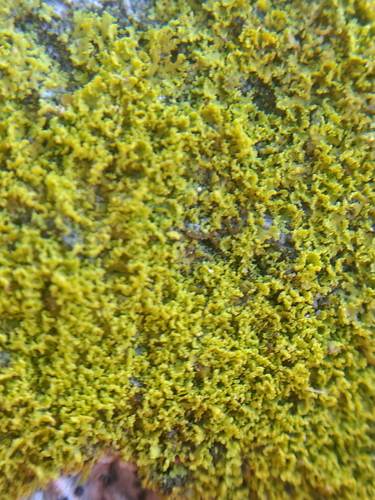 iNaturalist observation photo of Common Lichens