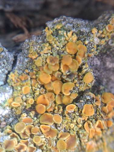 iNaturalist observation photo of Sunburst Lichens and Allies