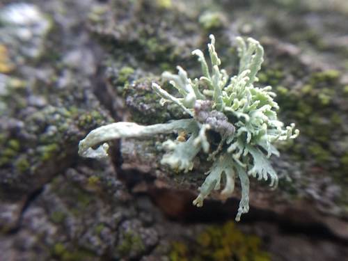 iNaturalist observation photo of Common Lichens