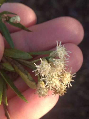 iNaturalist observation photo of mule fat