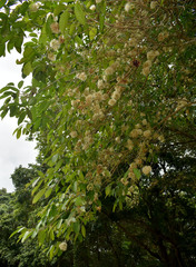 Syzygium tierneyanum