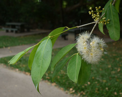 Syzygium tierneyanum