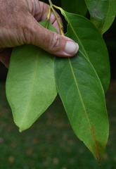 Syzygium tierneyanum