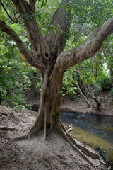 Syzygium tierneyanum