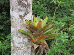 Vriesea bituminosa