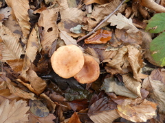 Lactarius subdulcis