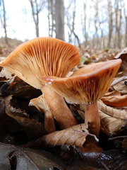 Lactarius subdulcis