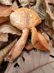 Lactarius subdulcis