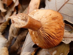 Lactarius subdulcis